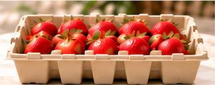 Fruit and Fresh Produce Packaging - Strawberry tray