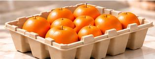 Fruit and Fresh Produce Packaging - Citrus tray